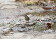 819A6948Lincoln's_Sparrow