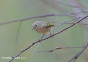 819A6958Ruby-crowned_Kinglet