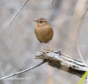 819A7006Pacific_Wren