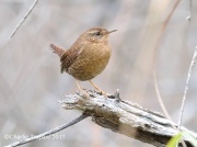 819A7010Pacific_Wren