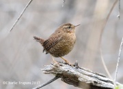 819A7040Pacific_Wren
