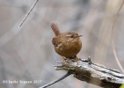 819A7051Pacific_Wren