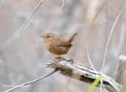 819A7056Pacific_Wren