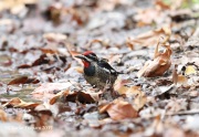 819A7084Red-naped_Sapsucker