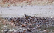 819A7117Varied_Thrush