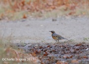 819A7126Varied_Thrush