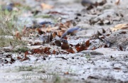 819A7128Bluebirds