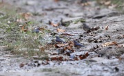 819A7129Bluebirds