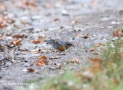819A7153Varied_Thrush