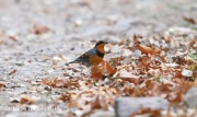 819A7164Varied_Thrush