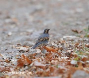 819A7169Varied_Thrush