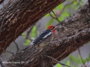 819A7178Red-Breasted_Sapsucker