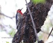 819A7247Red-breasted_Spasucker