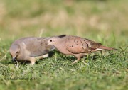 819A7321Ruddy_Ground-Dove