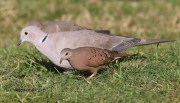 819A7337Ruddy_Ground-dove