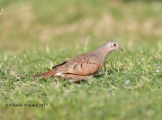 819A7350Ruddy_Ground-dove