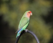 819A7380Rosy-faced_Lovebird