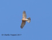 819A7391Sharp-Shinned_Hawk