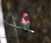 819A7402Anna's_Hummingbird