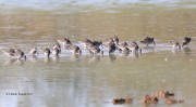 819A7466Long-billed_Dowitchers
