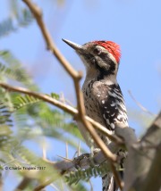 819A7508Ladder-backed_Woodpecker