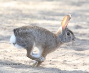 819A7517cotten-tailed_Rabbit
