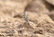 819A7521Lark_Sparrow