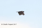 819A7551Harlan's_Red-tailed_Hawk