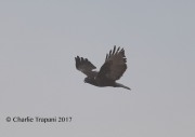 819A7593Harlan's_Red-tailed_Hawk