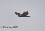 819A7599Harlan's_Red-tailed_Hawk
