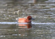 819A7637Cinnamon _Teal
