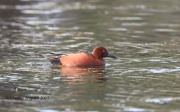 819A7641Cinnamon_Teal
