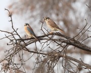 819A7649Kestrels