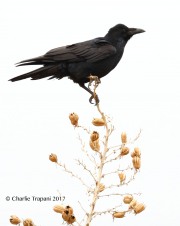 819A7815Chihuahuan_Raven