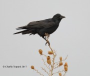 819A7822Chihuahuan_Raven
