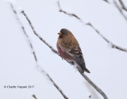 819A7865Brown-capped_Rosy-Finch