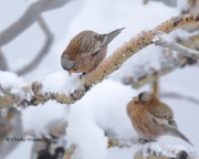 819A7888Gray-crowned_Rosy-Finch
