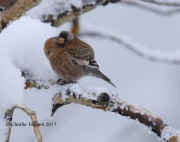 819A7889Gray-crowned_Rosy-Finch