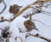 819A7892Gray-crowned_Rosy-Finch