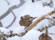 819A7895Gray-crowned_Rosy-Finch