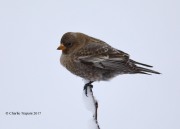 819A7953Brown-capped_Rosy-Finch