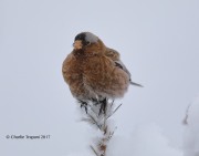 819A7967Gray-crowned_Rosy-Finch