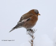819A7999Gray-crowned_Rosy-Finch