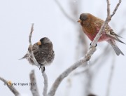 819A8009Rosy-Finches