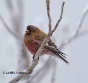 819A8016Brown-capped_Rosy-finch
