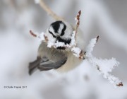 819A8022Mountain_Chickadee