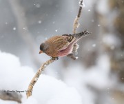 819A8038Brown-capped_Rosy-Finch