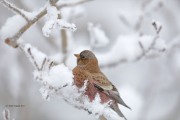 819A8122Brown-capped_Rosy-Finch