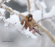 819A8132Brown-capped_Rosy-Finch
