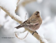 819A8146Brown-capped_Rosy-Finch